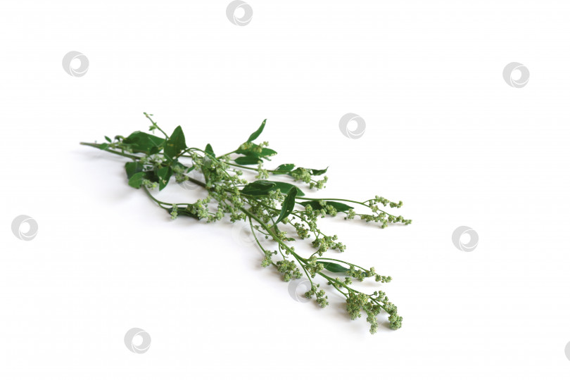 Скачать Садовый оракул Atriplex hortensis фотосток Ozero