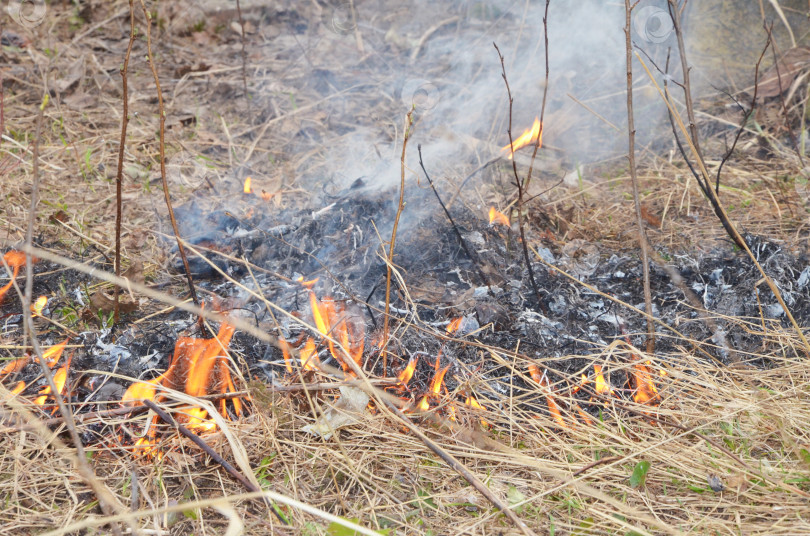 Скачать Лесной пожар среди сухой травы. фотосток Ozero