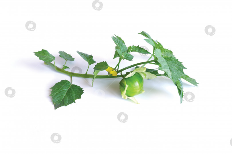 Скачать Веточка физалиса с фруктами и цветами фотосток Ozero