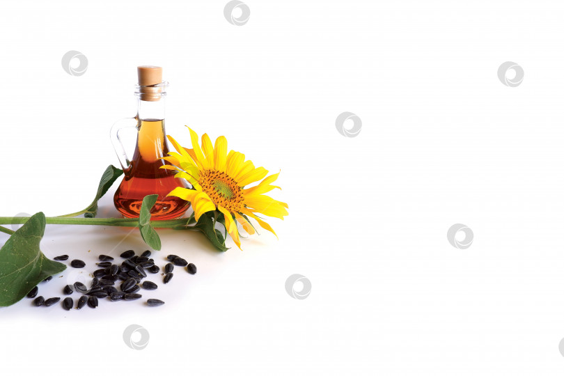 Скачать Подсолнечник с зелеными листьями, черными семечками, бутылка растительного подсолнечного масла фотосток Ozero