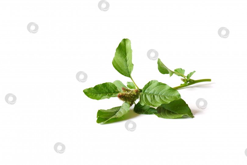 Скачать Веточки зеленой киноа фотосток Ozero