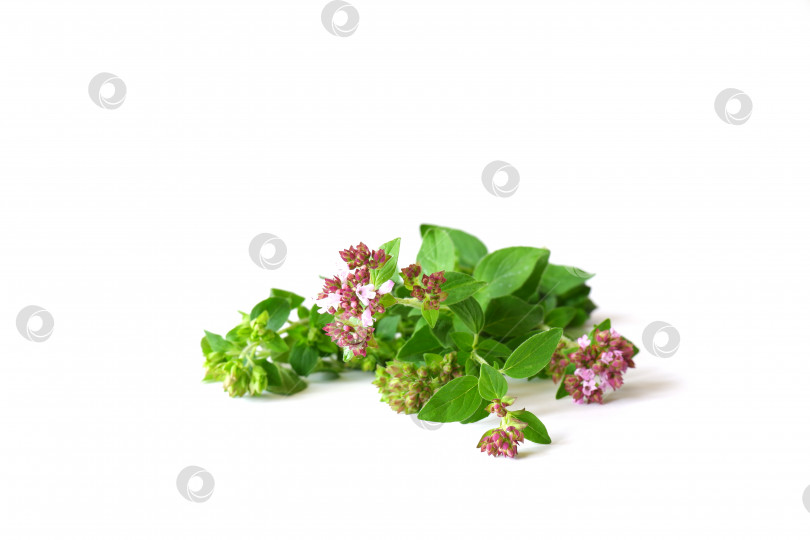 Скачать Веточка орегано с цветами и листьями фотосток Ozero