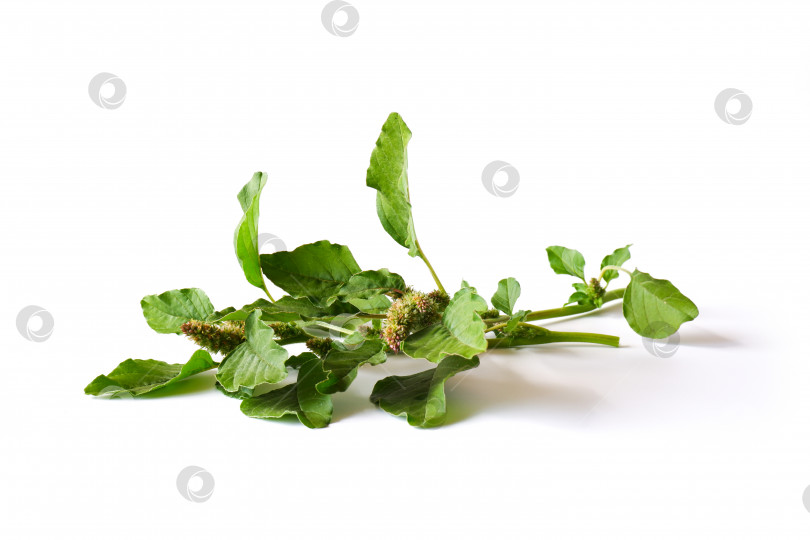 Скачать Веточки зеленой киноа фотосток Ozero