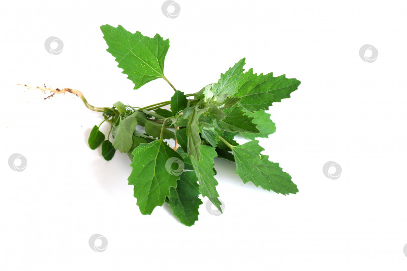 Скачать Зеленые листья киноа, борщевика фотосток Ozero