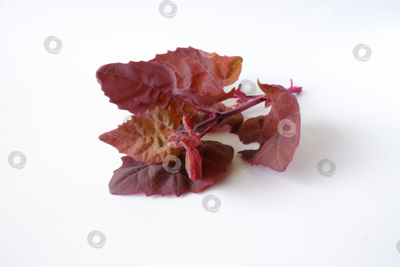 Скачать Красная садовая киноа фотосток Ozero