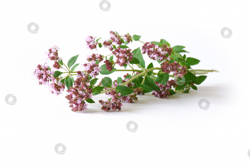 Скачать Веточка орегано фотосток Ozero