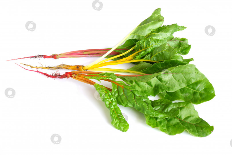 Скачать Листья красного, оранжевого и желтого мангольда фотосток Ozero