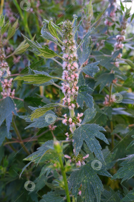 Скачать Растение Leonurus cardiaca. Маточное сусло с розовыми цветками фотосток Ozero