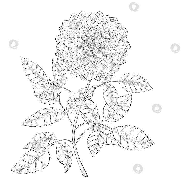 Скачать Иллюстрация контура цветка георгина фотосток Ozero