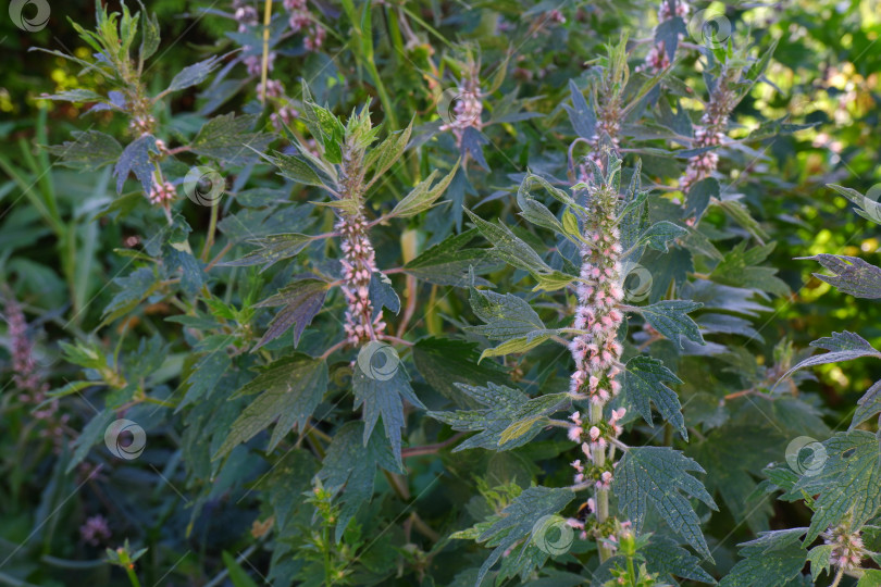 Скачать Растение Leonurus cardiaca фотосток Ozero