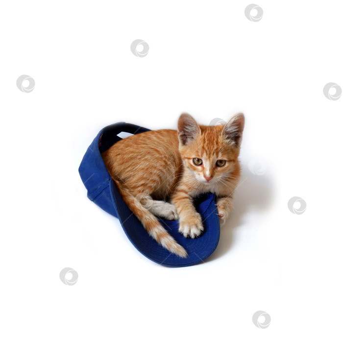 Скачать Рыжий котенок лежит в синей бейсболке фотосток Ozero