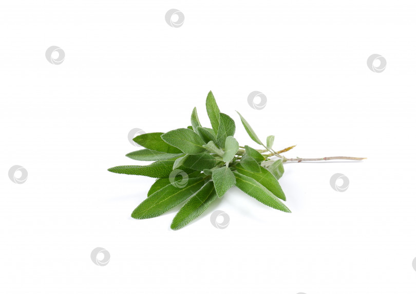 Скачать Веточка ароматного шалфея с листьями фотосток Ozero