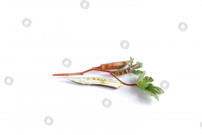 Скачать Бамия. Съедобное растение с листьями, плодами и семенами фотосток Ozero