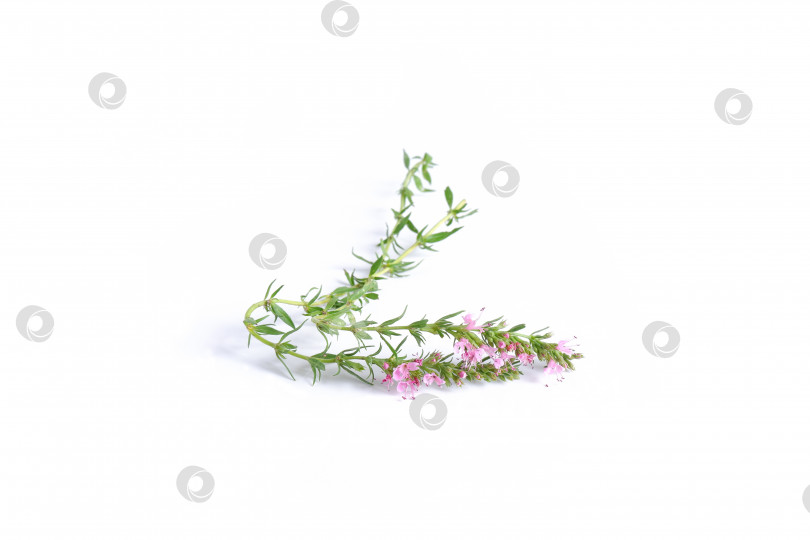 Скачать Две веточки иссопа с зелеными листьями и розовыми цветами фотосток Ozero