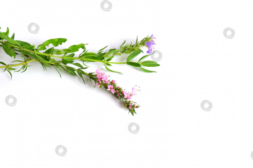 Скачать Две веточки иссопа с зелеными листьями, голубыми и розовыми цветами фотосток Ozero