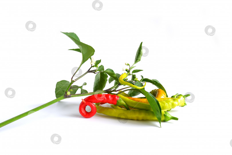 Скачать Ветка кайенского перца с листьями, бутонами, цветами и плодами. фотосток Ozero