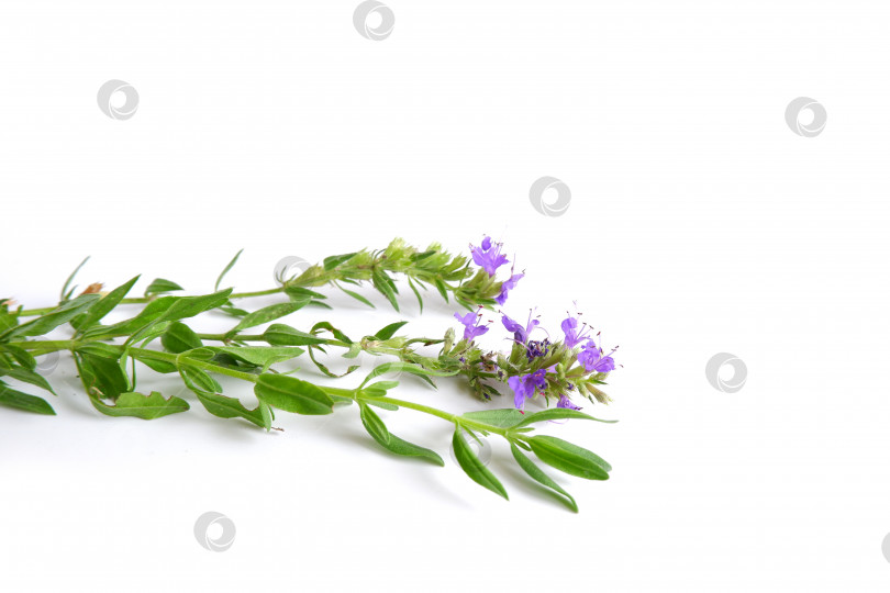 Скачать Две веточки иссопа с зелеными листьями и голубыми цветами фотосток Ozero