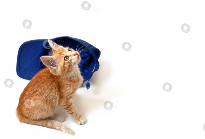 Скачать Рыжий котенок в синей бейсболке фотосток Ozero
