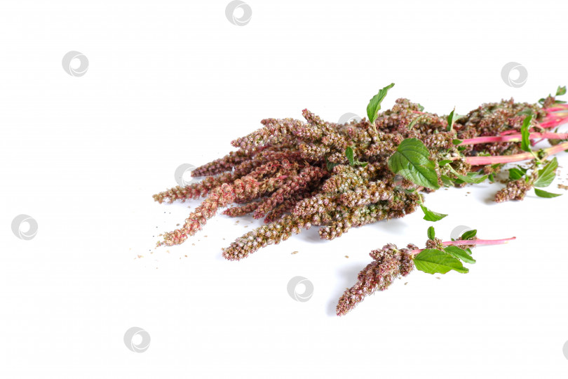 Скачать Веточки красной киноа с семенами фотосток Ozero