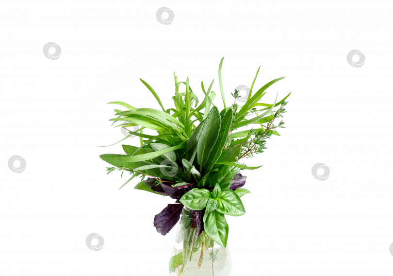 Скачать Свежие пряные ароматные травы в прозрачном стеклянном стакане с водой фотосток Ozero