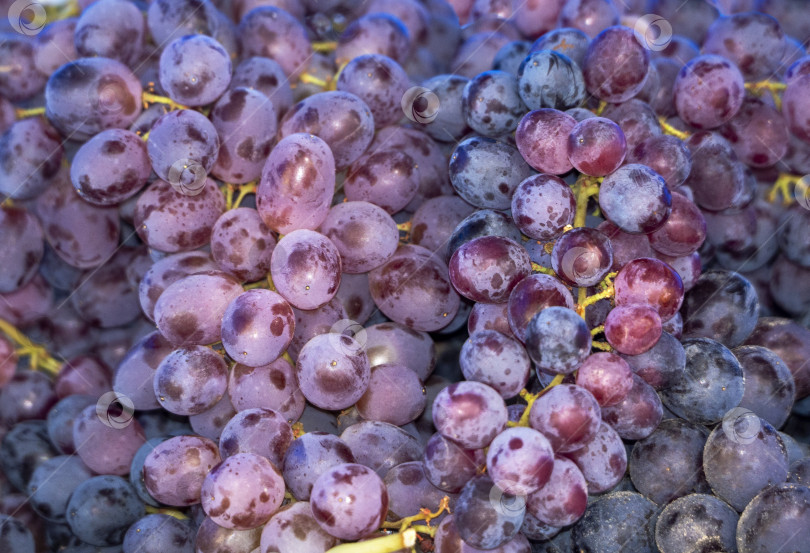 Скачать Красочный виноградный фон фотосток Ozero