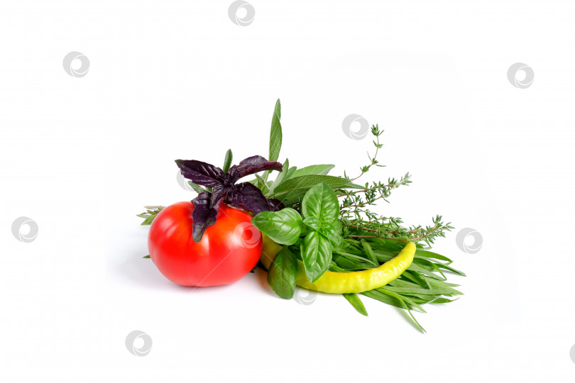 Скачать Красный спелый помидор, желтый кайенский перец, зеленый и фиолетовый базилик, шалфей, тимьян, эстрагон фотосток Ozero