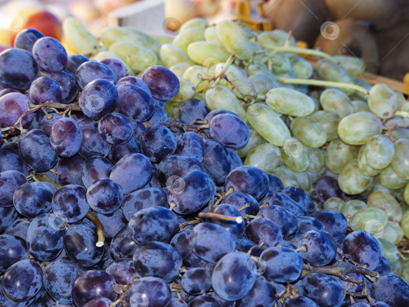 Скачать Разные сорта винограда на прилавке фотосток Ozero