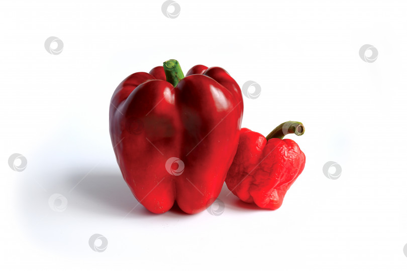 Скачать Крупный свежий гладкий темно красный перец и маленький старый дряблый сморщенный перчик фотосток Ozero