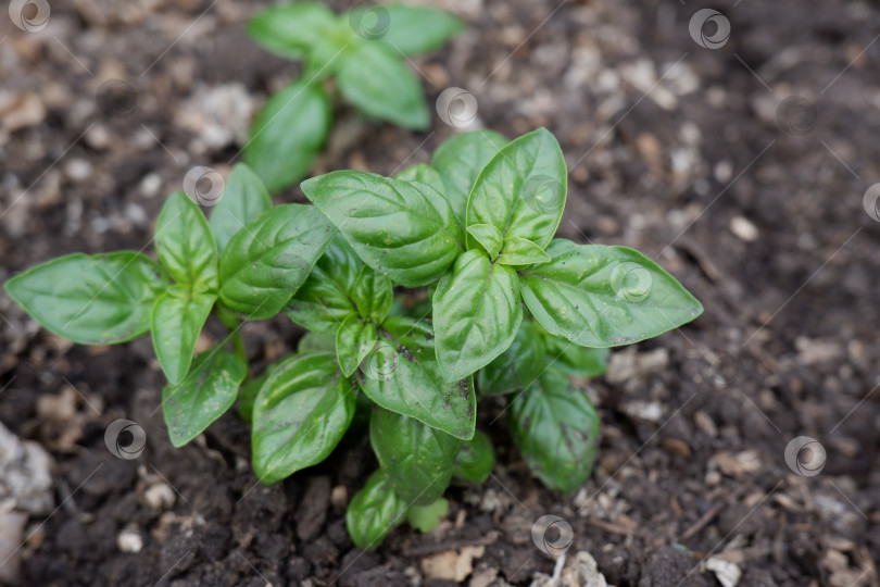 Скачать Свежий зеленый итальянский базилик фотосток Ozero