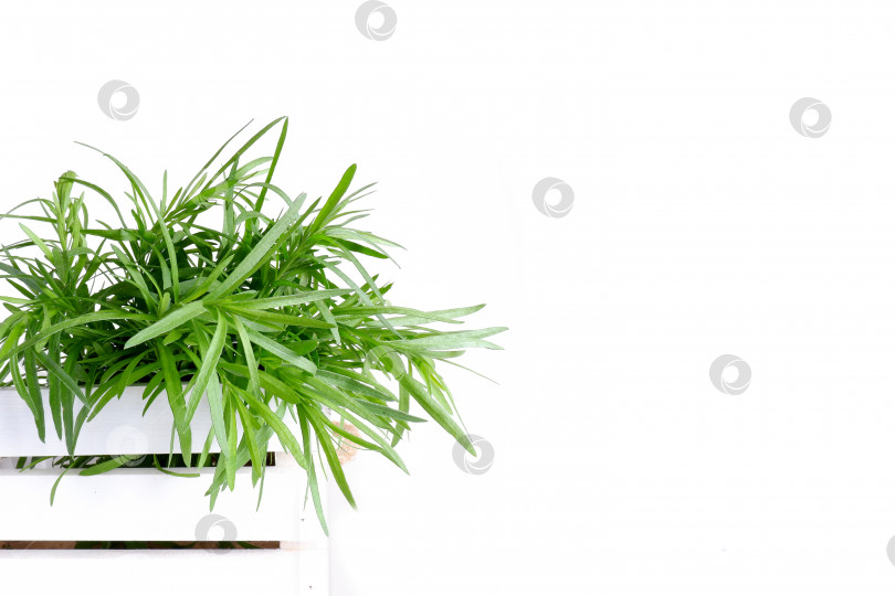 Скачать Веточки со свежим зеленым эстрагоном фотосток Ozero