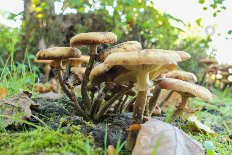 Скачать Группа несъедобных грибов. фотосток Ozero