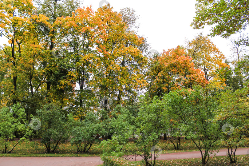 Скачать Осенняя парковая аллея. фотосток Ozero