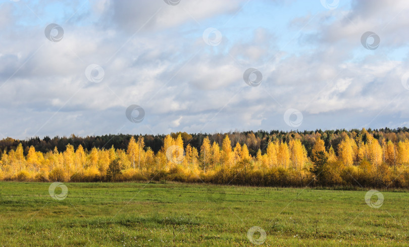 Скачать Желтая березовая роща. фотосток Ozero