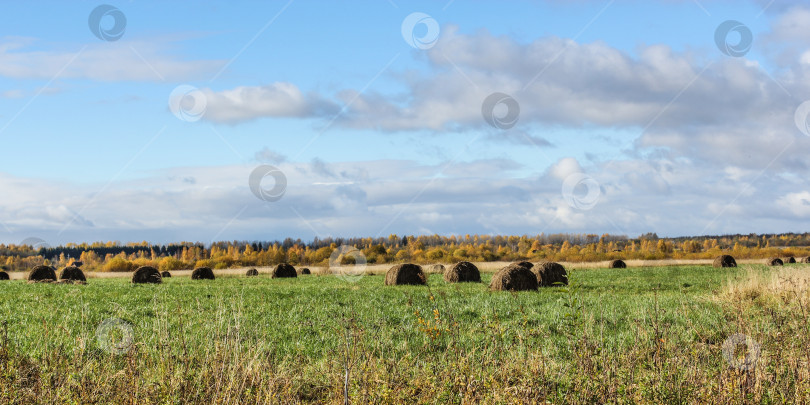 Скачать Сено в рулонах на поле. фотосток Ozero