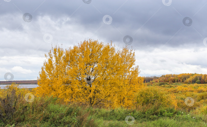 Скачать Желтый осенний пейзаж. фотосток Ozero