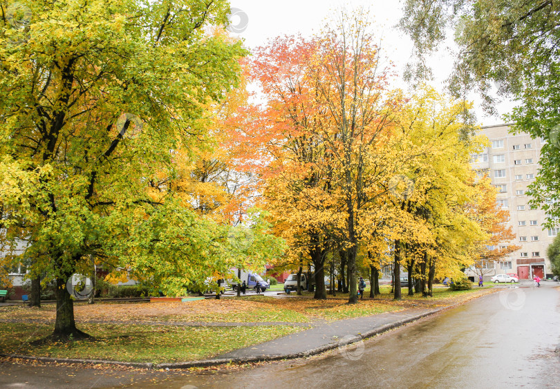 Скачать Деревья в ярких осенних красках. фотосток Ozero