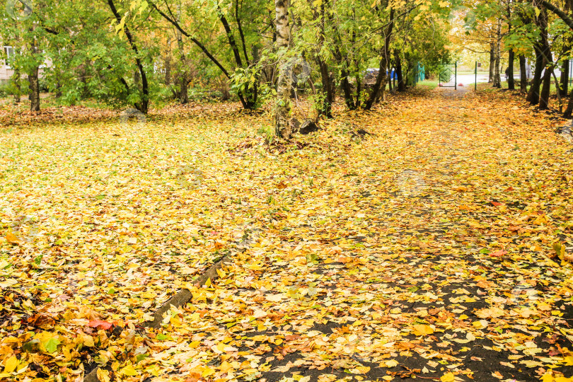 Скачать Ковер из желтых листьев. фотосток Ozero