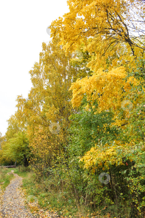 Скачать Тропинка в осеннем лесу. фотосток Ozero