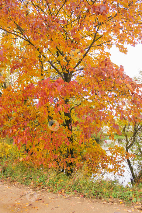 Скачать Красная и желтая листва дерева. фотосток Ozero