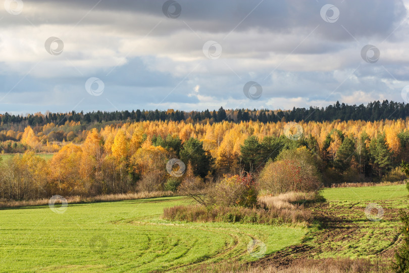 Скачать Желтый осенний лес. фотосток Ozero