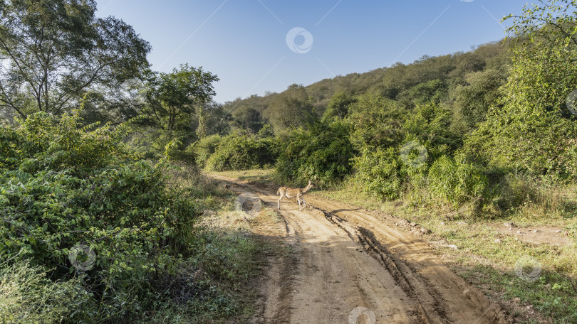Скачать Грунтовая дорога для сафари проходит через джунгли. фотосток Ozero