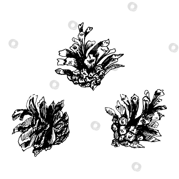 Скачать Набор векторных сосновых шишек. Нарисованная от руки иллюстрация. фотосток Ozero
