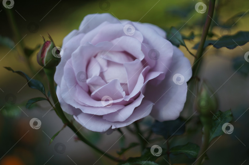 Скачать Лавандовая роза фотосток Ozero