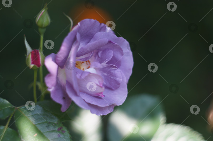 Скачать Лавандовая роза фотосток Ozero