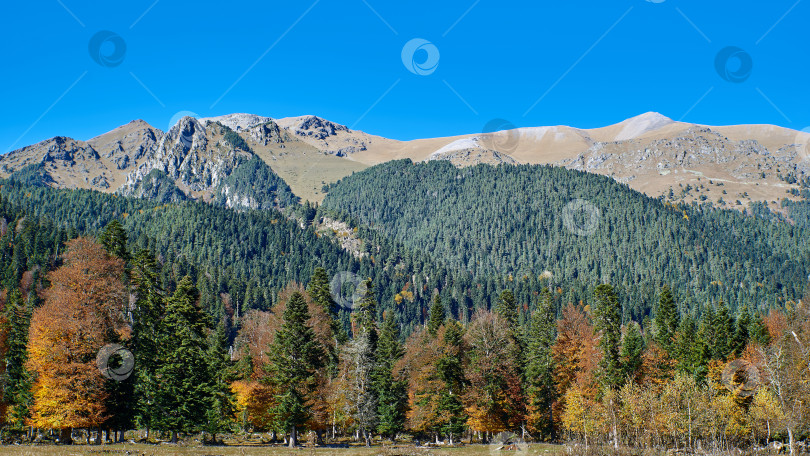 Скачать Желто-зеленый осенний лес на фоне горного хребта и голубого неба фотосток Ozero