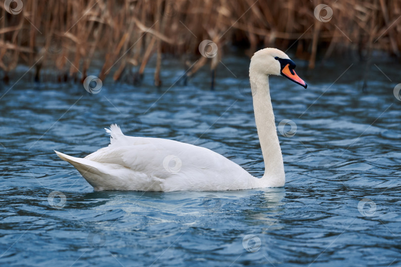 Скачать Дикий белый лебедь на озере на фоне камышей фотосток Ozero