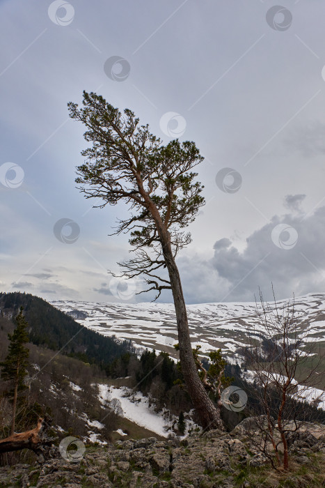Скачать Одинокое дерево над обрывом на фоне заснеженных гор фотосток Ozero