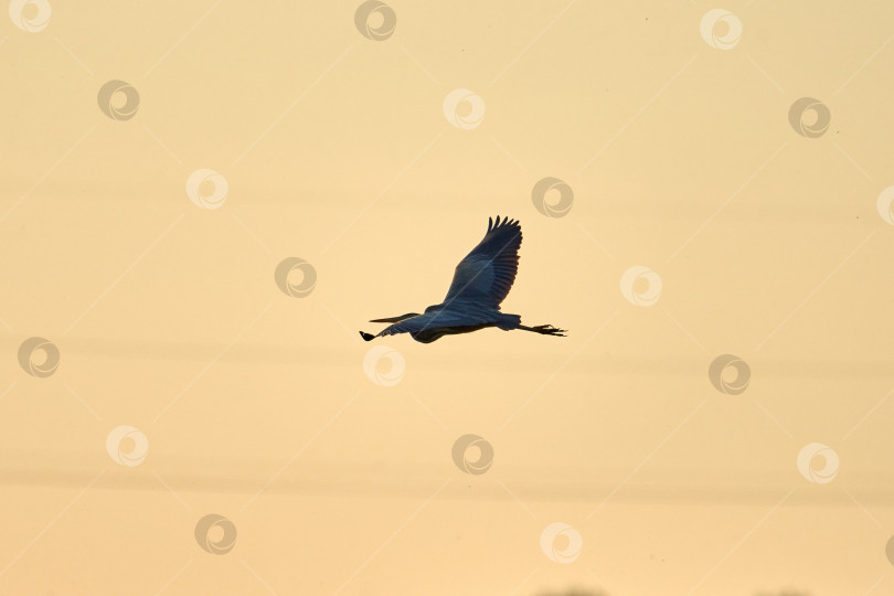 Скачать Пурпурная цапля. Ардея пурпурная. Пурпурная цапля в полете на фоне закатного неба фотосток Ozero