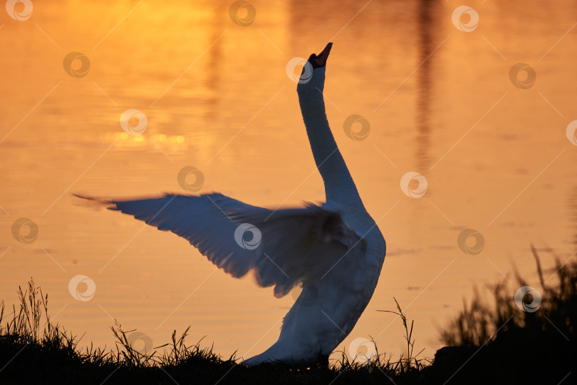 Скачать Белый лебедь на фоне закатной воды фотосток Ozero