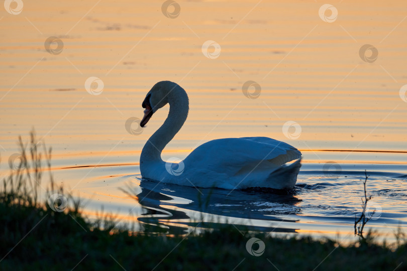 Скачать Белый лебедь на фоне закатной воды фотосток Ozero